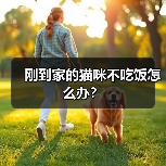 刚到家的猫咪不吃饭怎么办？