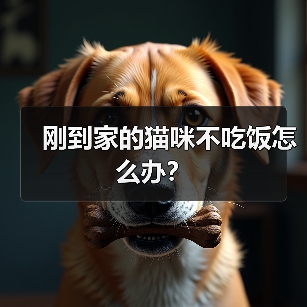 刚到家的猫咪不吃饭怎么办？