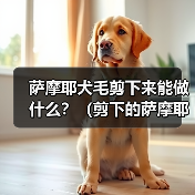 萨摩耶犬毛剪下来能做什么?(剪下的萨摩耶犬毛有哪些用途?) 萨摩耶犬毛剪下来能做什么?(剪下的萨摩耶犬毛有哪些用途?)