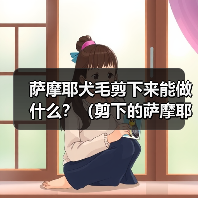 萨摩耶犬毛剪下来能做什么?(剪下的萨摩耶犬毛有哪些用途?) 萨摩耶犬毛剪下来能做什么?(剪下的萨摩耶犬毛有哪些用途?)