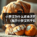 小罗汉为什么吃食还死？（揭开小罗汉死于饮食的谜团）