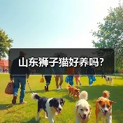 山东狮子猫好养吗? 山东狮子猫好养吗?