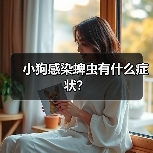 小狗感染蜱虫有什么症状？（图3）