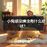 小狗感染蜱虫有什么症状？（图2）