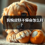 狗狗皮肤干燥会怎么样？（图3）