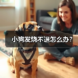小狗发烧不退怎么办？（图1）