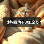 小狗发烧不退怎么办？（图4）