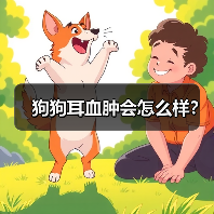 狗狗耳血肿会怎么样？（图2）