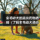 金毛幼犬的消炎药物选择（了解金毛幼犬消炎药的类型和用途）（图3）