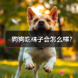 狗狗吃袜子会怎么样？（图2）