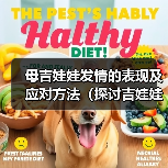 母吉娃娃发情的表现及应对方法(探讨吉娃娃发情期间的行为变化和如何处理)(图2) 母吉娃娃发情的表现及应对方法(探讨吉娃娃发情期间的行为变化和如何处理)(图2)