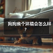 狗狗换个环境会怎么样?(图1) 狗狗换个环境会怎么样?(图1)