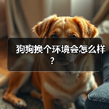 狗狗换个环境会怎么样?(图4) 狗狗换个环境会怎么样?(图4)