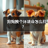 狗狗换个环境会怎么样?(图2) 狗狗换个环境会怎么样?(图2)