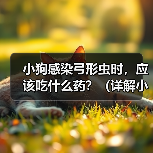 小狗感染弓形虫时，应该吃什么药？（详解小狗感染弓形虫后的药物治疗方案）（图1）