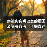 泰迪狗狗嘴巴臭的原因及解决方法（了解泰迪狗狗口臭的原因，让你的宠物口气清新如初）（图2）