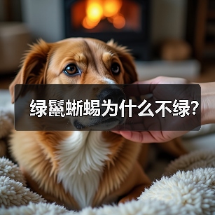 绿鬣蜥蜴为什么不绿？
