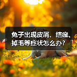 兔子出现皮屑、结痂、掉毛等症状怎么办？