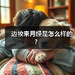 边牧来月经是怎么样的？（图4）