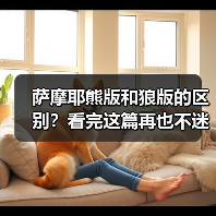 萨摩耶熊版和狼版的区别?看完这篇再也不迷糊!(图3) 萨摩耶熊版和狼版的区别?看完这篇再也不迷糊!(图3)