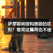 萨摩耶熊版和狼版的区别?看完这篇再也不迷糊!(图4) 萨摩耶熊版和狼版的区别?看完这篇再也不迷糊!(图4)