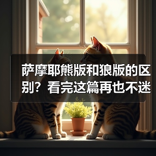 萨摩耶熊版和狼版的区别?看完这篇再也不迷糊!(图1) 萨摩耶熊版和狼版的区别?看完这篇再也不迷糊!(图1)