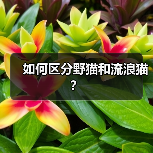 如何区分野猫和流浪猫?(图4) 如何区分野猫和流浪猫?(图4)