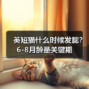 英短猫什么时候发腮？6-8月龄是关键期（图3）