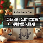 英短猫什么时候发腮？6-8月龄是关键期（图1）