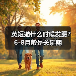 英短猫什么时候发腮？6-8月龄是关键期（图2）