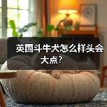 英国斗牛犬怎么样头会大点？（图1）