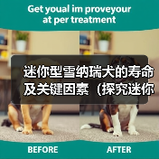 迷你型雪纳瑞犬的寿命及关键因素(探究迷你型雪纳瑞犬的预期寿命和影响因素)(图2) 迷你型雪纳瑞犬的寿命及关键因素(探究迷你型雪纳瑞犬的预期寿命和影响因素)(图2)