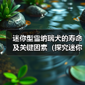 迷你型雪纳瑞犬的寿命及关键因素(探究迷你型雪纳瑞犬的预期寿命和影响因素)(图1) 迷你型雪纳瑞犬的寿命及关键因素(探究迷你型雪纳瑞犬的预期寿命和影响因素)(图1)