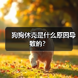 狗狗休克是什么原因导致的?(图2) 狗狗休克是什么原因导致的?(图2)