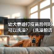 幼犬泰迪打疫苗后何时可以洗澡？（洗澡前请留意这些关键信息）（图1）