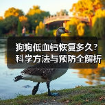 狗狗低血钙恢复多久?科学方法与预防全解析(图4) 狗狗低血钙恢复多久?科学方法与预防全解析(图4)