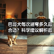 巴哥犬每次遛弯多久最合适?科学建议解析最佳时长(图2) 巴哥犬每次遛弯多久最合适?科学建议解析最佳时长(图2)