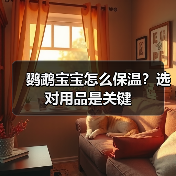 鹦鹉宝宝怎么保温？选对用品是关键（图2）