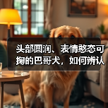 头部圆润、表情憨态可掬的巴哥犬，如何辨认正宗血统？（图2）