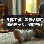 头部圆润、表情憨态可掬的巴哥犬，如何辨认正宗血统？（图4）