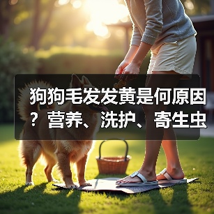 狗狗毛发发黄是何原因？营养、洗护、寄生虫全解析（图1）