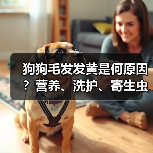 狗狗毛发发黄是何原因？营养、洗护、寄生虫全解析（图4）