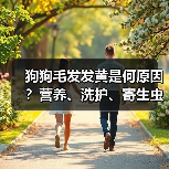 狗狗毛发发黄是何原因？营养、洗护、寄生虫全解析（图3）
