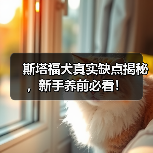 斯塔福犬真实缺点揭秘，新手养前必看！（图3）