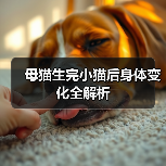 母猫生完小猫后身体变化全解析（图3）