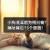 小狗洗澡后为何兴奋?揭秘背后15个原因!(图2) 小狗洗澡后为何兴奋?揭秘背后15个原因!(图2)