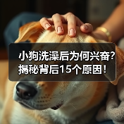小狗洗澡后为何兴奋?揭秘背后15个原因!(图4) 小狗洗澡后为何兴奋?揭秘背后15个原因!(图4)