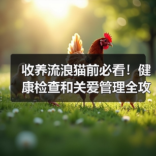 收养流浪猫前必看！健康检查和关爱管理全攻略（图2）