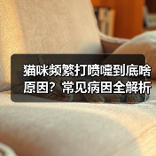 猫咪频繁打喷嚏到底啥原因？常见病因全解析（图4）