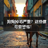 狗狗掉毛严重?这些信号要警惕!(图1) 狗狗掉毛严重?这些信号要警惕!(图1)
